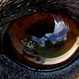 The Black Shuck