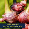 Beli Bibit Jahe Gajah Call 0856 4514 7822 Terpopuler By Jual