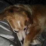 Andrea Morgan Goodell