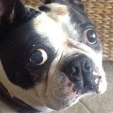 Katie Daly DeAngelis