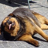 Cochorru