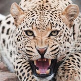 Forex Leopard