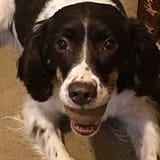 WeNamedTheDogScott!