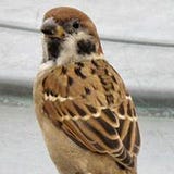 Marea Sankey Sweeten