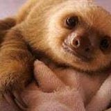 Curious Sloth