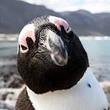 Simon Faber