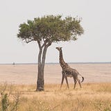 ズッキーニ