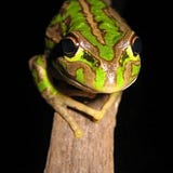 jiaji