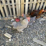 Pierce Chicken Ranch