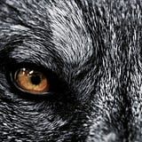 Lobo Carpintero