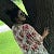 Claudia Mayo Stedman