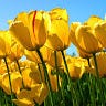 WENDY GABRIELA BARONRIVERA
