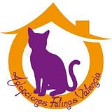 Adopciones Felinas