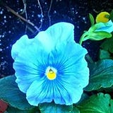 Sue Howard
