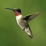 Anthea Rimmington Brandon