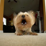 DOGCAT