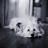 wolly