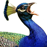 Ticklish Quill