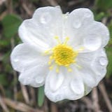 Irmgard Wiesner