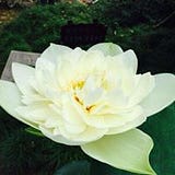 Yijie Sheng