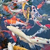 Piak Pang Pond