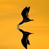 Andrew Warren
