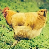Orhun Akdeniz