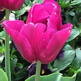 Fleur