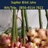 Beli Bibit Jahe Gajah, CALL. 0856–4514–7822