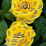 Shaimaa Mahmood