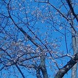 Akira Koike