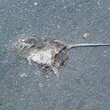 ratoncoloradourbano