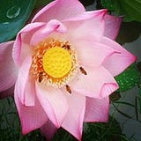 Bùi Xuân Đỉnh