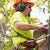 Tree Removal Services
