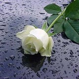 Kadir