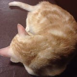 tomoki