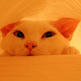 robi