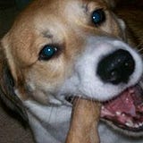DodoXRB