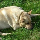 Patrizio Della Porta