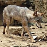 うるふせっと