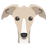 The Trendy Whippet