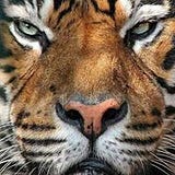 Tracey War Eagle Noble