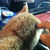 George Mitaka / 見鷹祥而