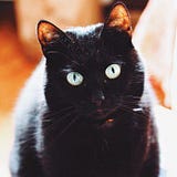 котик-бегемотик