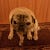 Slimebeast Pug