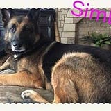 Simba Gsd