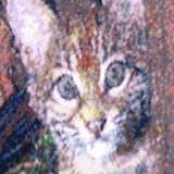 Shirley Schilling Renicker