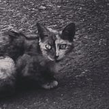 黒と灰の猫