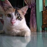 Rima Destiana