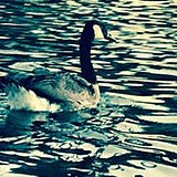 Anne Sullivan